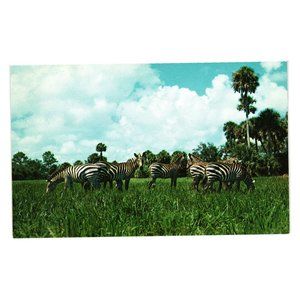 Vintage Postcard Zebras Wild Animals Zoo Preserves Habitat